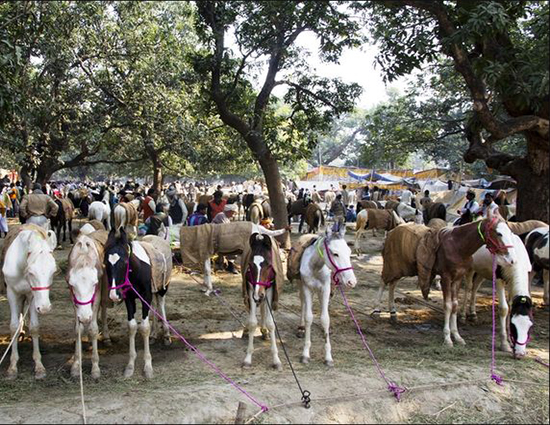 Sonepur mela – See Bihar Peoples, Heritage, Tourist Attractions